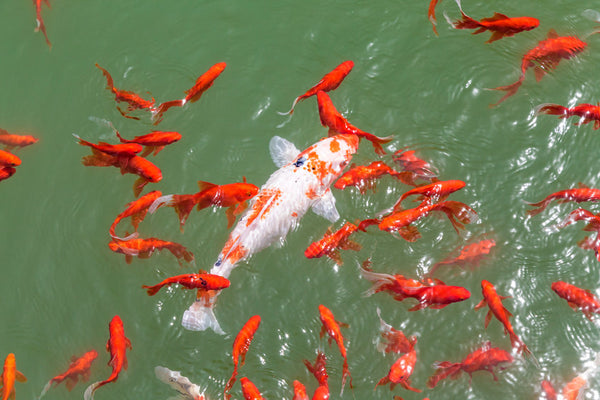 Best Goldfish Varieties For a Koi Pond