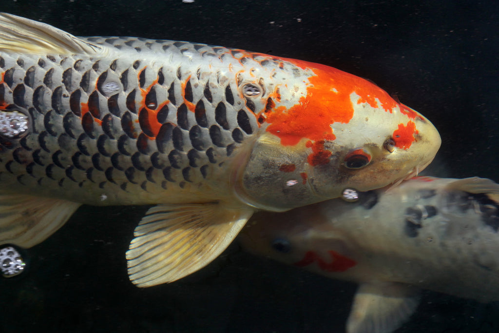 It's very dangerous': Why you shouldn't release your koi fish into