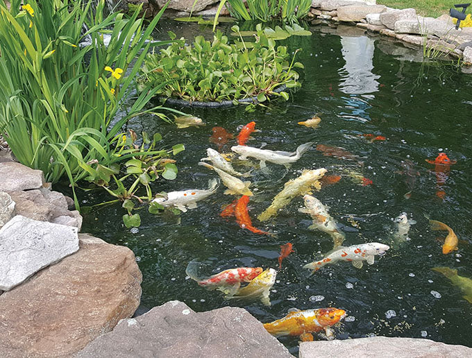 Feeding koi shop in spring