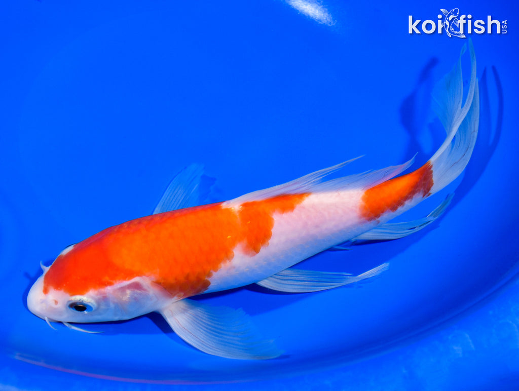 ∞kohaku∞ Amazon.com: Youtooz Dr. Stone Kohaku Figure, 4.1