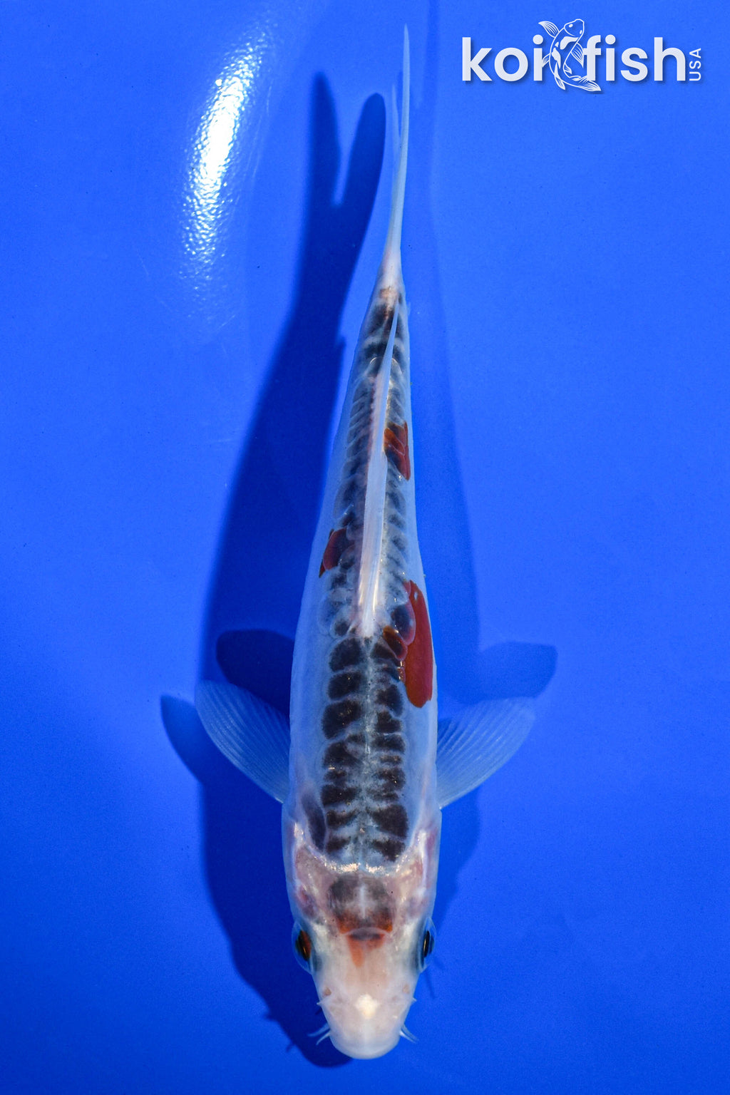 thumbnail image 2 of 15 Assorted 4-5 Inch Live Koi Fish – Standard Fin, For Koi Pond Garden, Freshwater, US Shipping 2 of 6