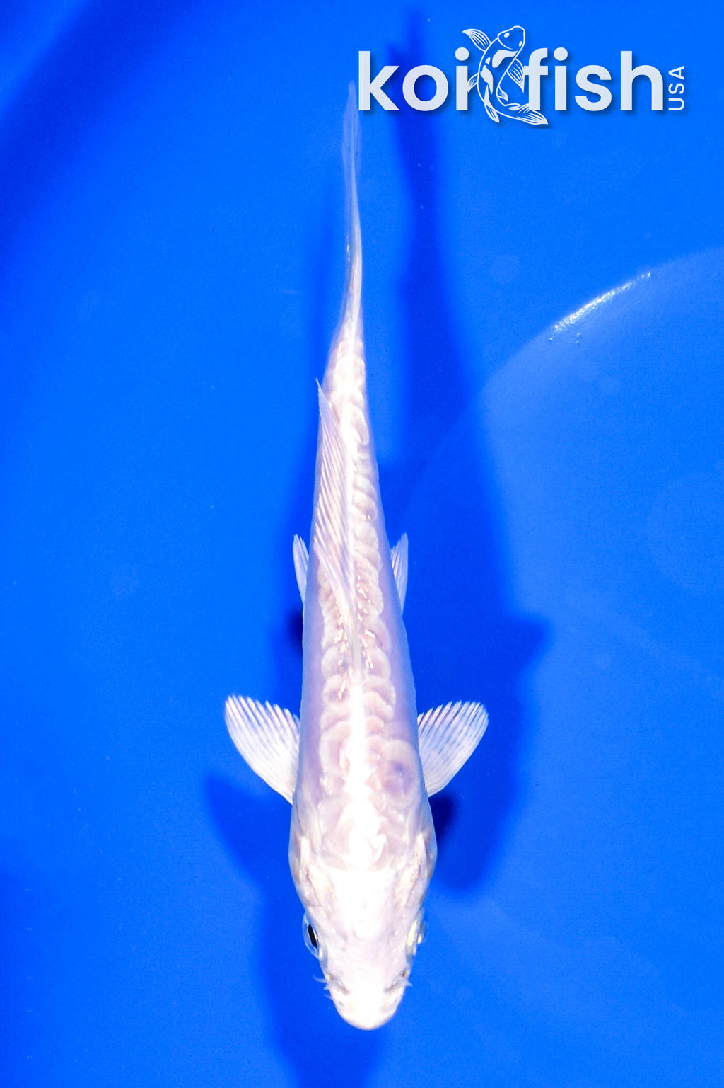 送料税込【King Ice】The Platinum Ogon Koi Fish ネックレス☆ 送料税込【King Ice】The Platinum Ogon Koi Fish ネックレス