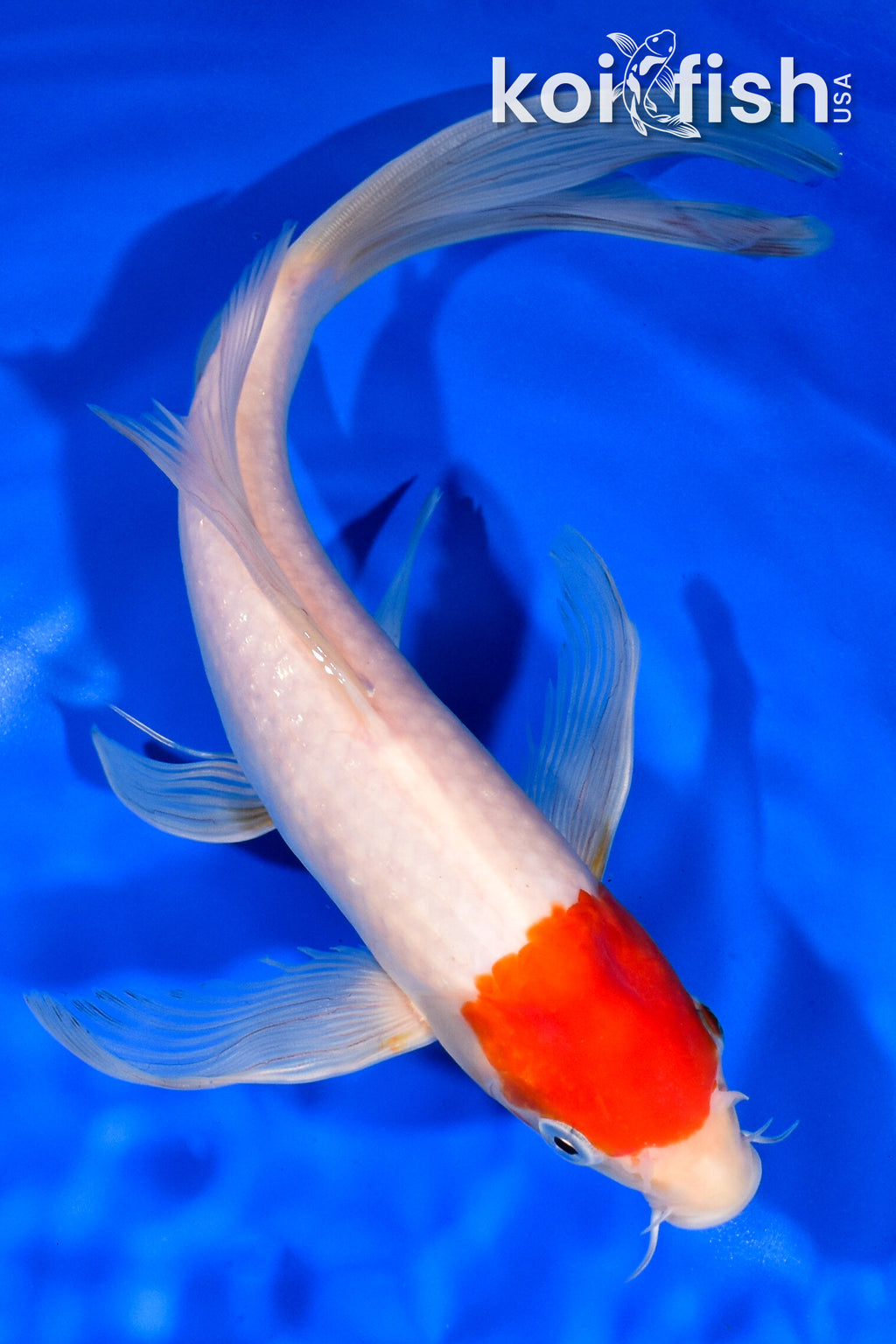 kohaku 10.5