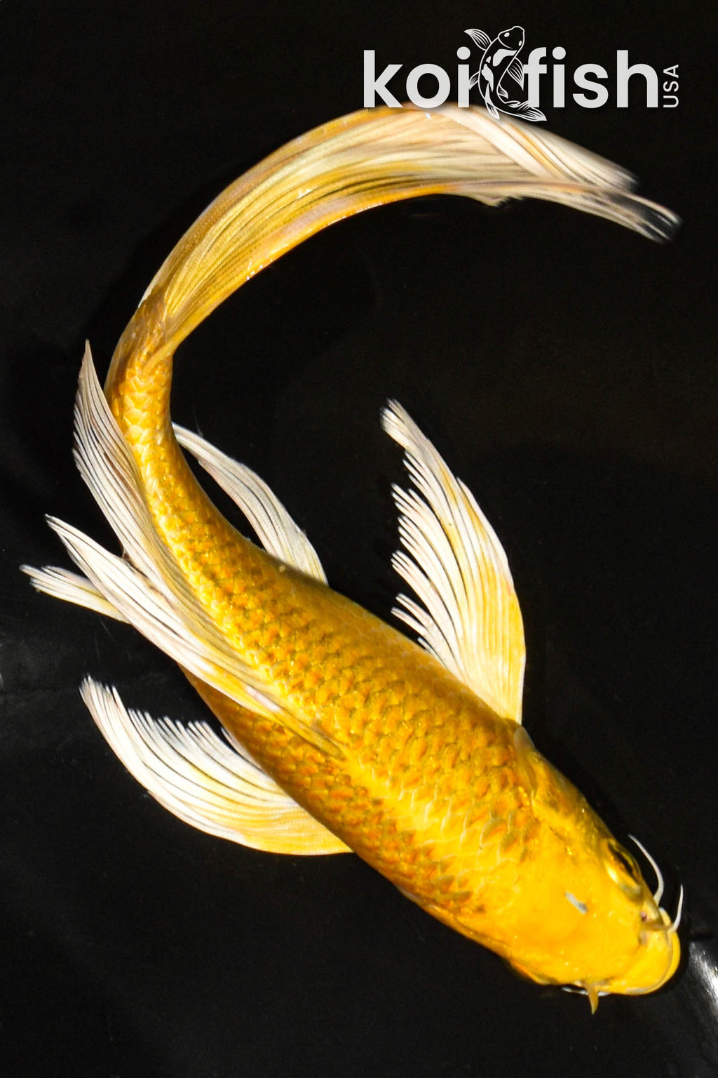 Shop for Butterfly Koi for Sale Online Koi Fish USA Tagged "Size_810"