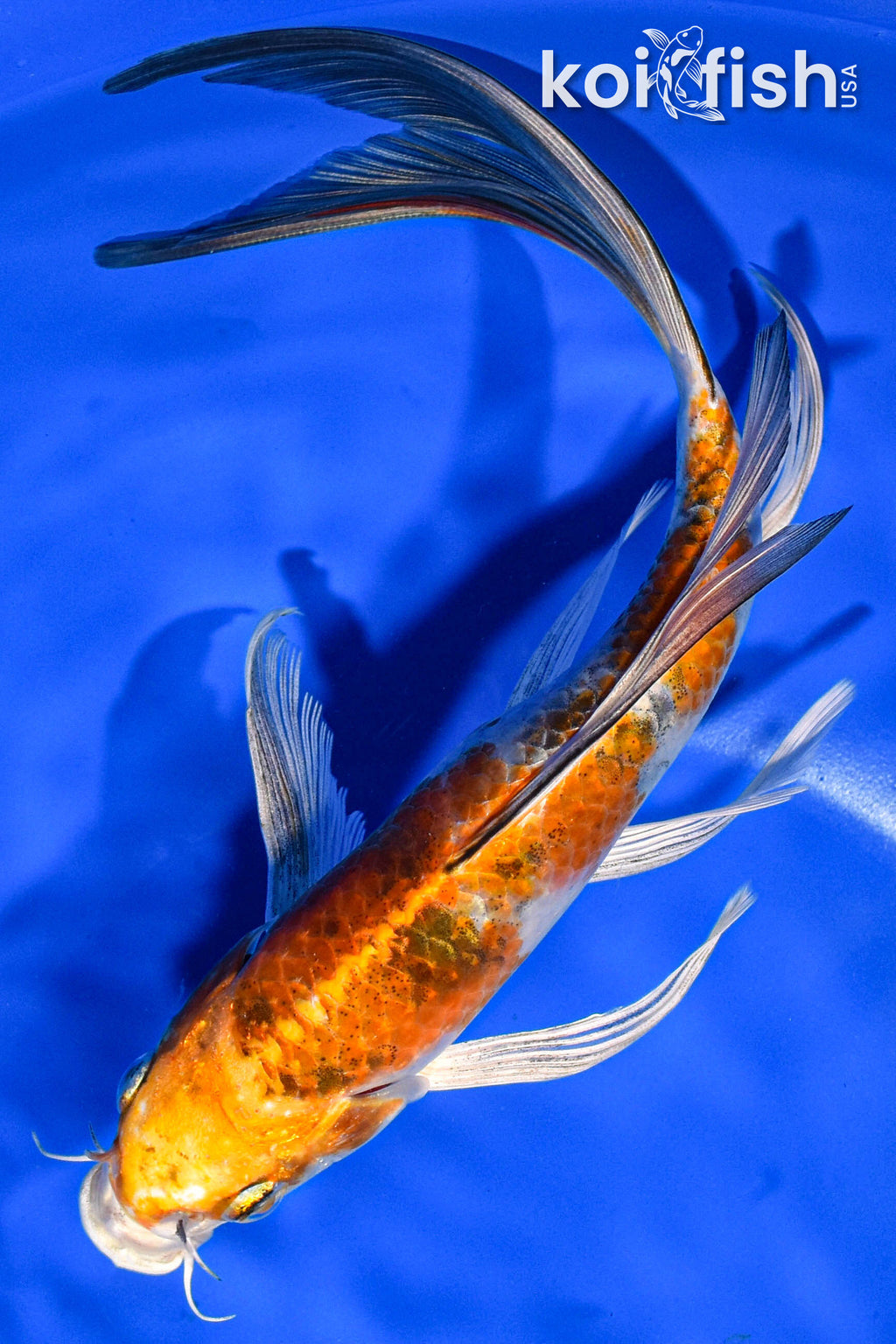 Butterfly Koi Fish Collection Graceful LongFinned Koi Tagged