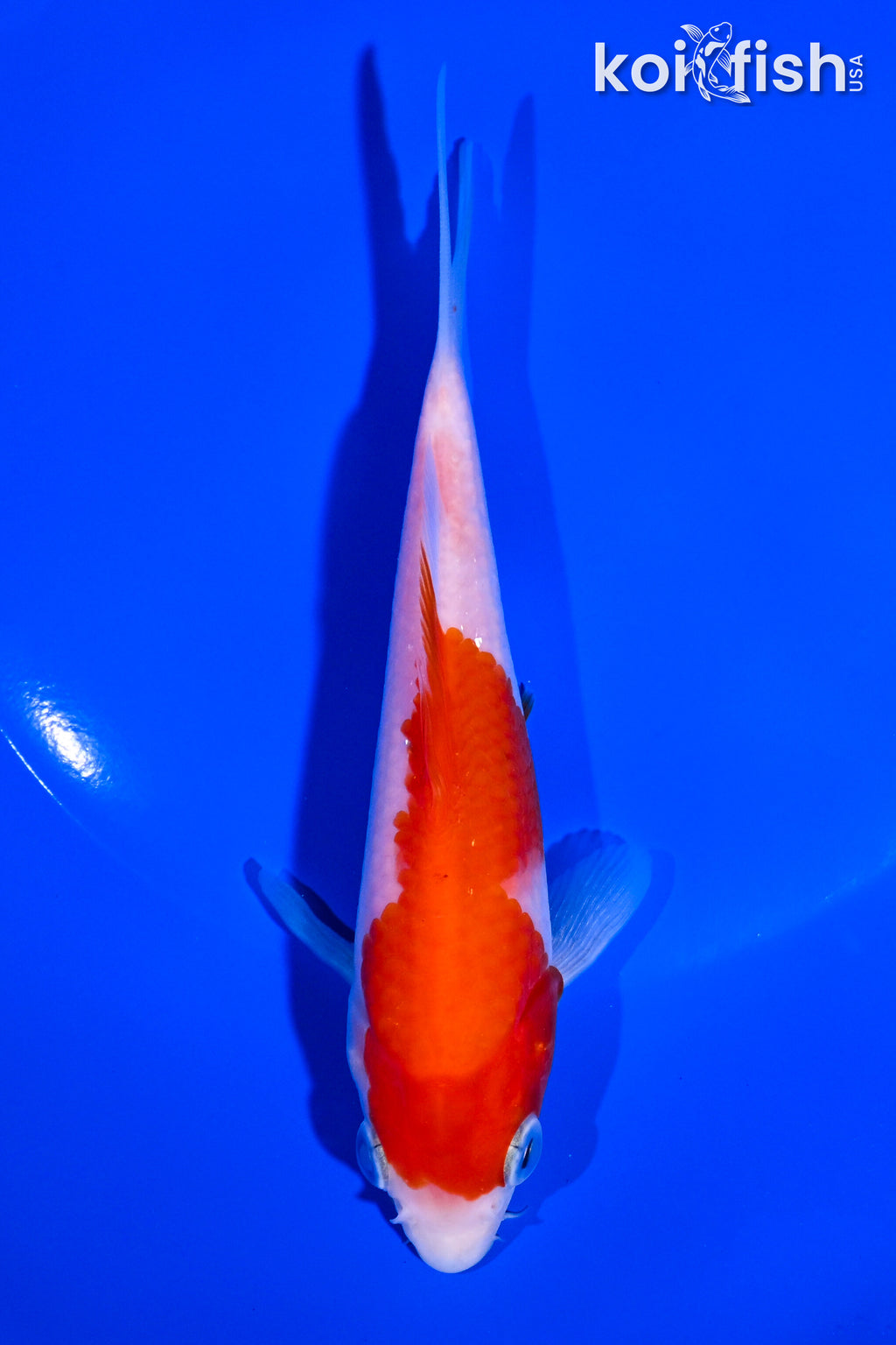 5.5
