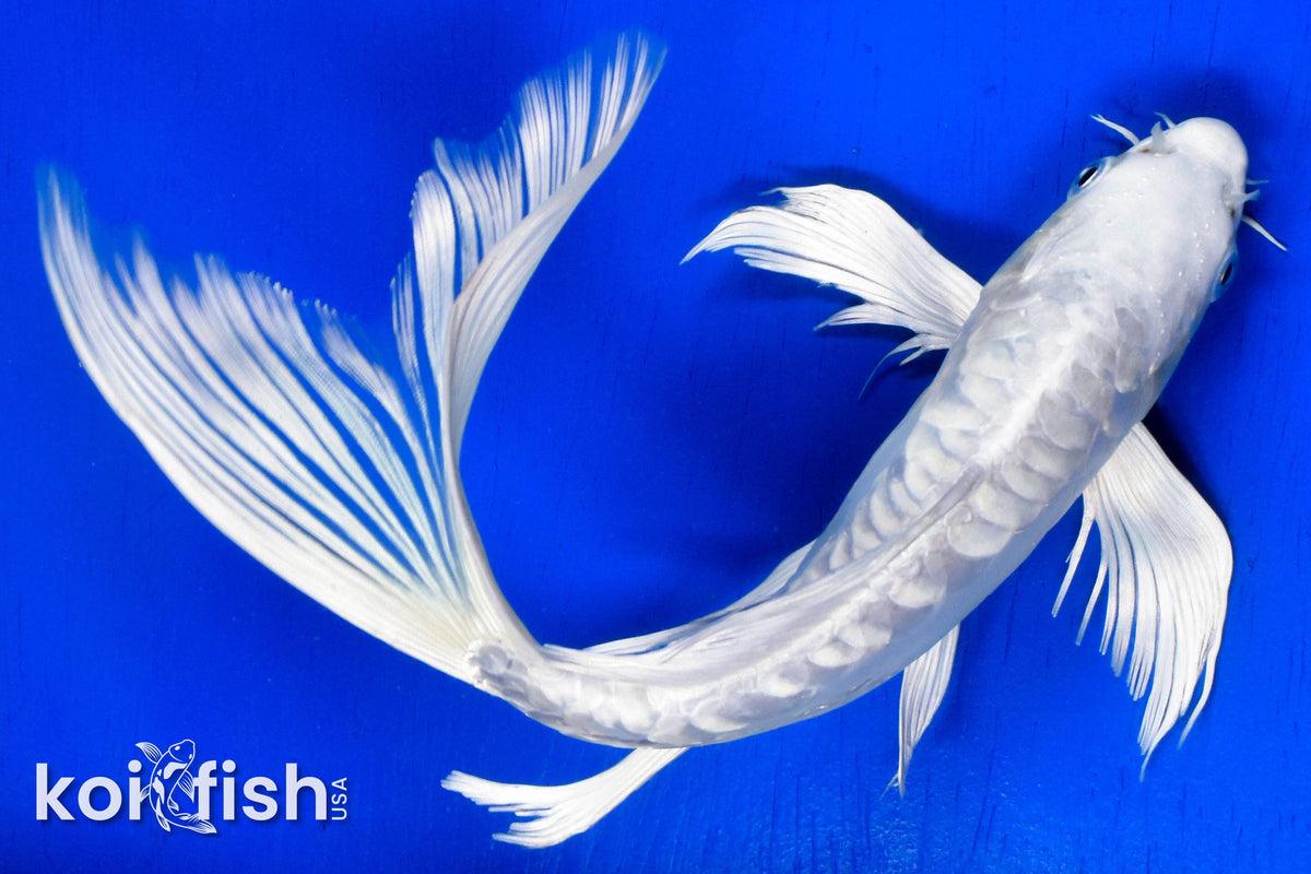 Butterfly Koi butterfly-koi