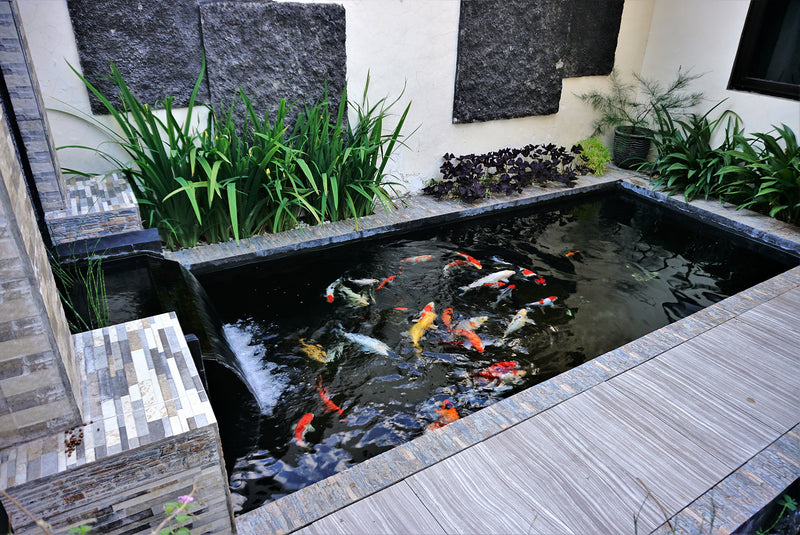 What’s the Difference Between a Koi Fish Pond and a Water Garden?