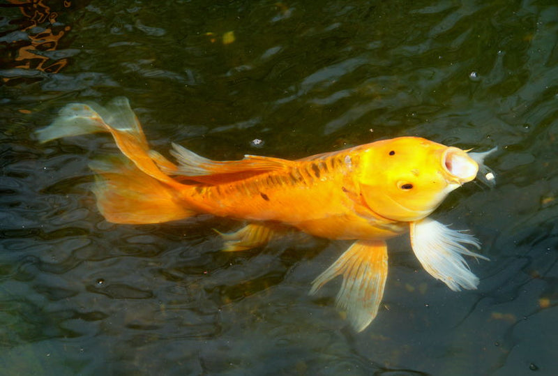 Feeding Your Koi Fish and Goldfish: Everything You Need to Know