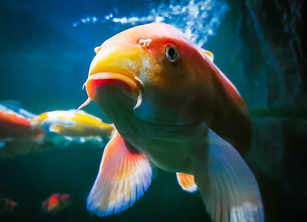 How Long Do Koi Fish Live: Understanding Koi Lifespans