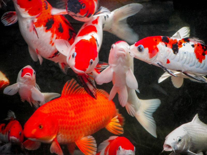 Why Are Some Koi More Expensive Than Others?