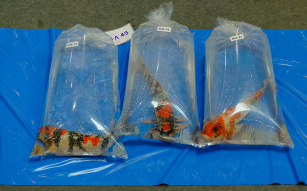 How Much Do Koi Fish Cost?