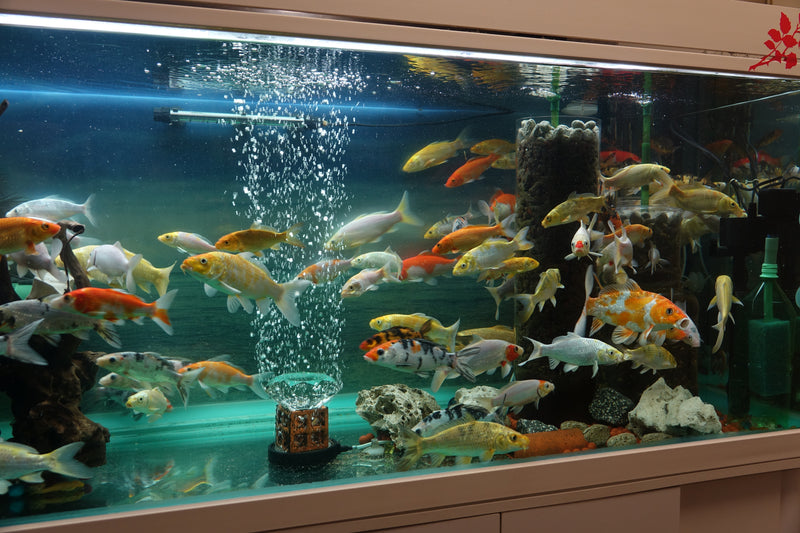 Can You Keep Koi Fish in an Aquarium?