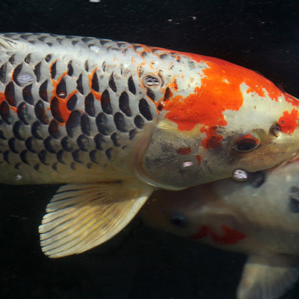 Koi 2024 fry growth