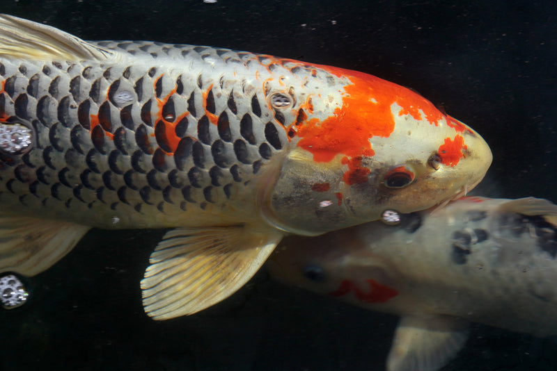 5 Reasons Your Koi Fish Aren’t Growing