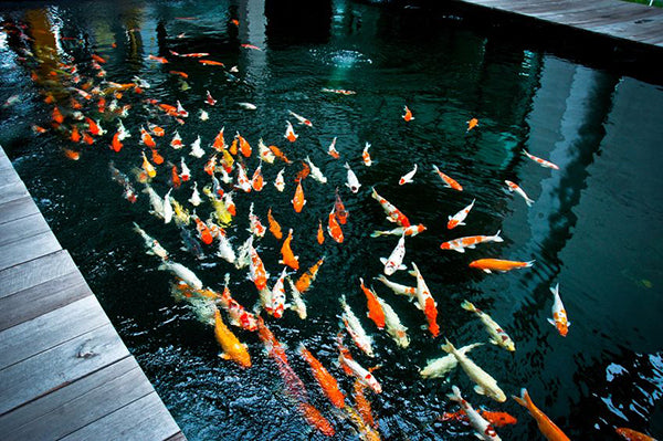 The Ultimate Guide to Caring for Your Koi Fish