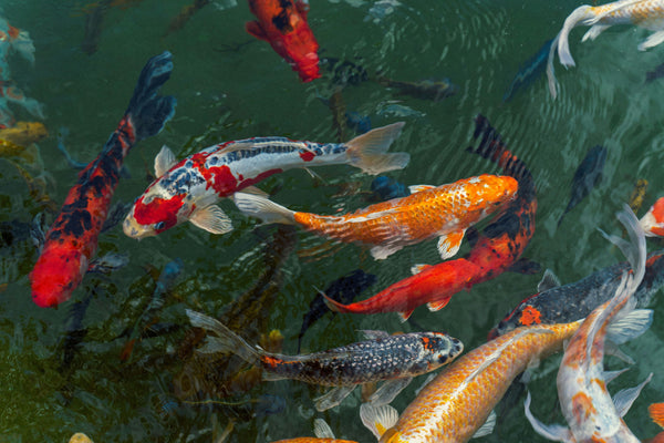 Koi Fish Variety Guide: What to Know About All Types of Koi