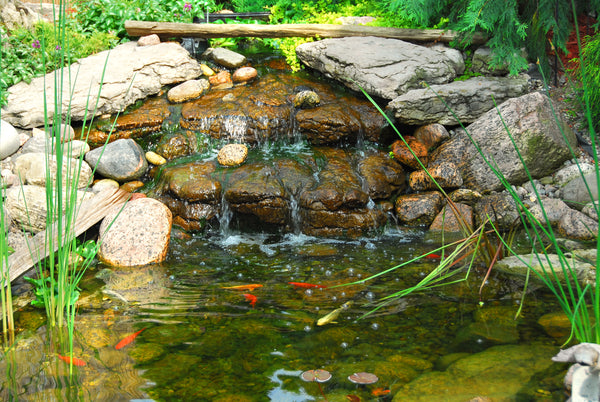 Bog Filters in Your Koi Pond: Why You May Want to Avoid Them