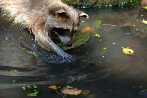 Protecting Your Koi Fish From Predators