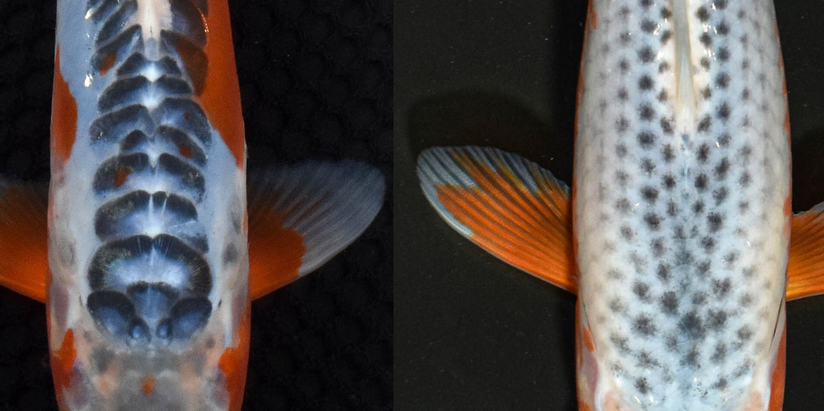 shugo asaiページ 3” Imported Asagi | Next Day Koi