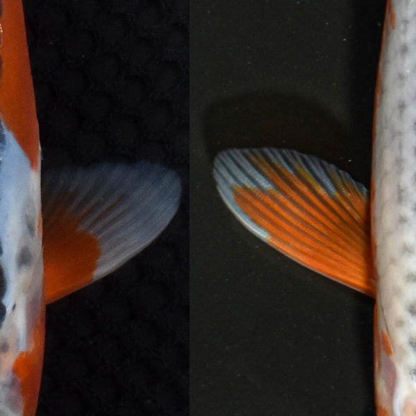Asagi and Shusui Koi Fish Varieties: A Spotlight