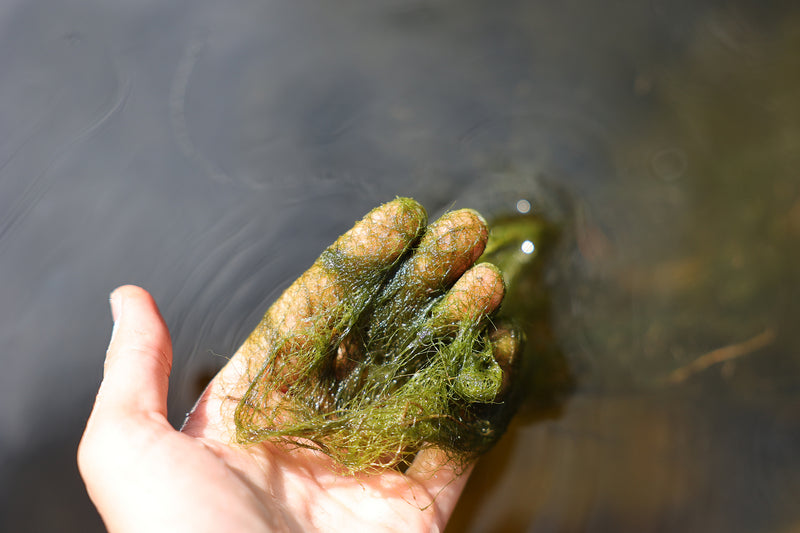 A Comprehensive Guide On How To Remove String Algae From Your Pond