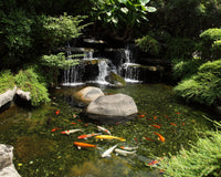 How to Maintain Your Koi Pond for Healthy Fish: Tips & Best Practices