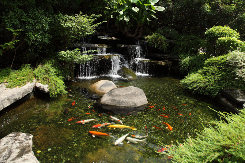 How to Maintain Your Koi Pond for Healthy Fish: Tips & Best Practices