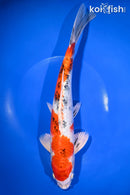 12.5" KUCHIBENI YAMATO NISHIKI