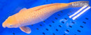 16.25" GINRIN CHAGOI