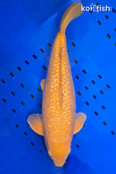 16.25" GINRIN CHAGOI
