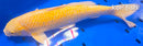 15" GINRIN YAMABUKI OGON