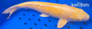 15" GINRIN YAMABUKI OGON