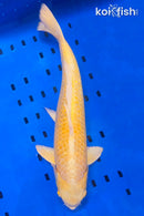 15" GINRIN YAMABUKI OGON