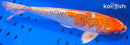14.5" KUJAKU