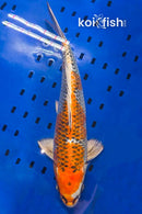 14.5" KUJAKU