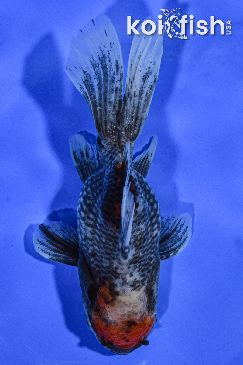 5.5" FANTAIL GOLDFISH