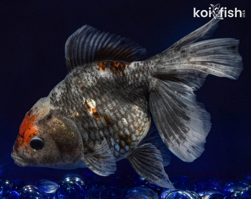 5.5" FANTAIL GOLDFISH