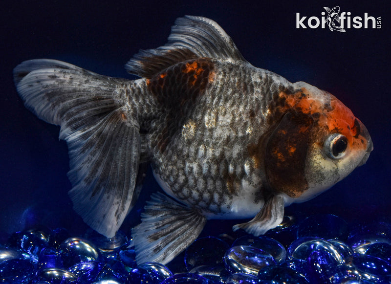 5.5" FANTAIL GOLDFISH