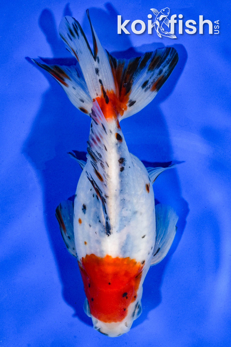 5.5" CALICO FANTAIL GOLDFISH