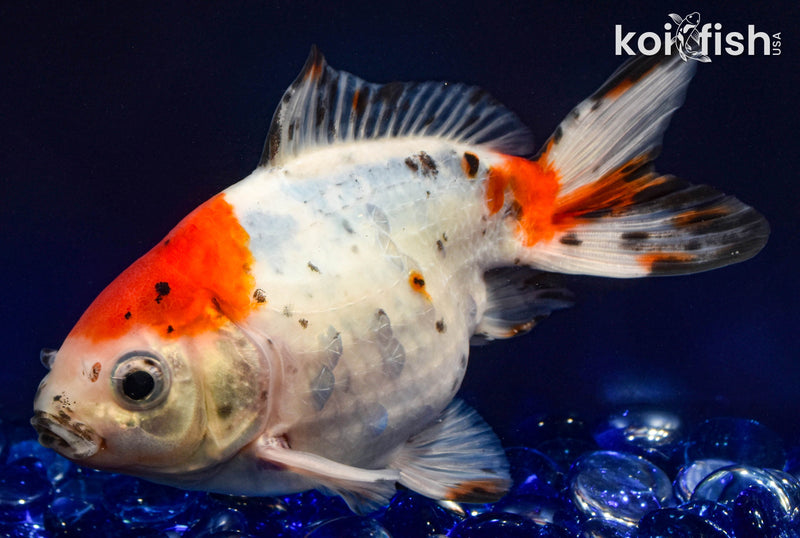 5.5" CALICO FANTAIL GOLDFISH