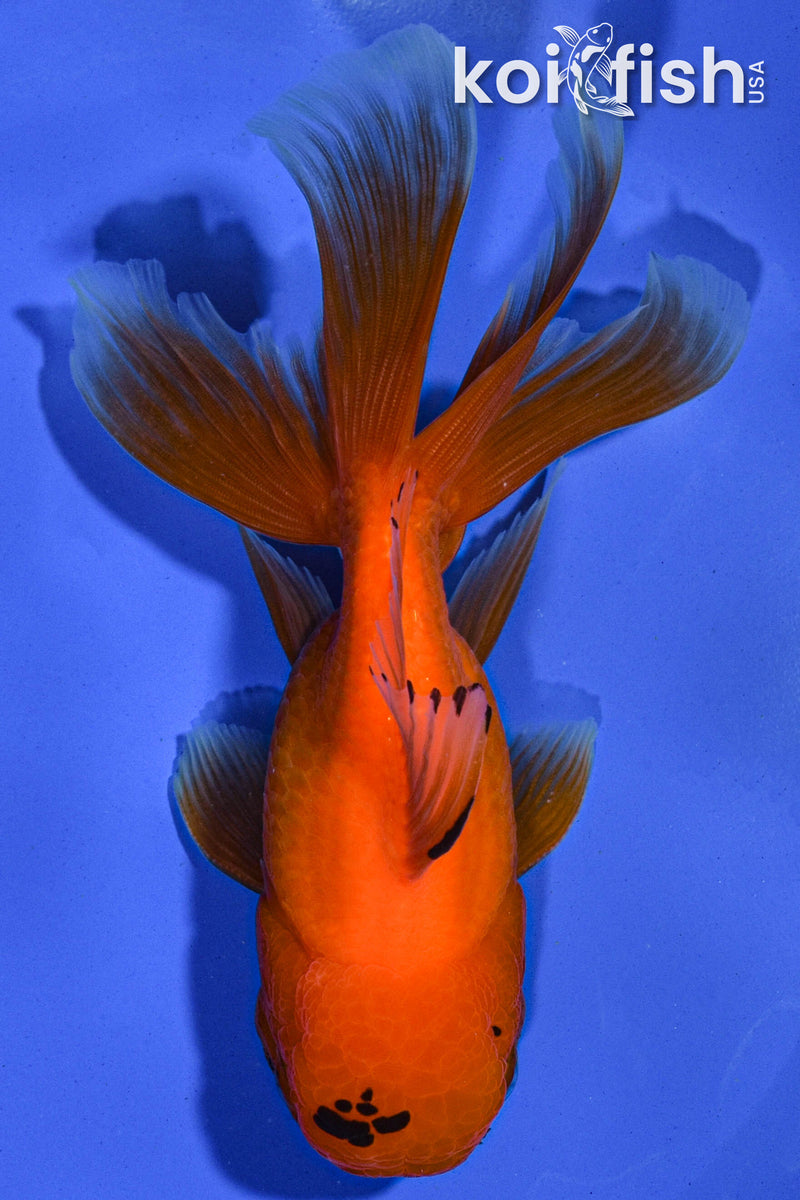 5" ORANDA GOLDFISH