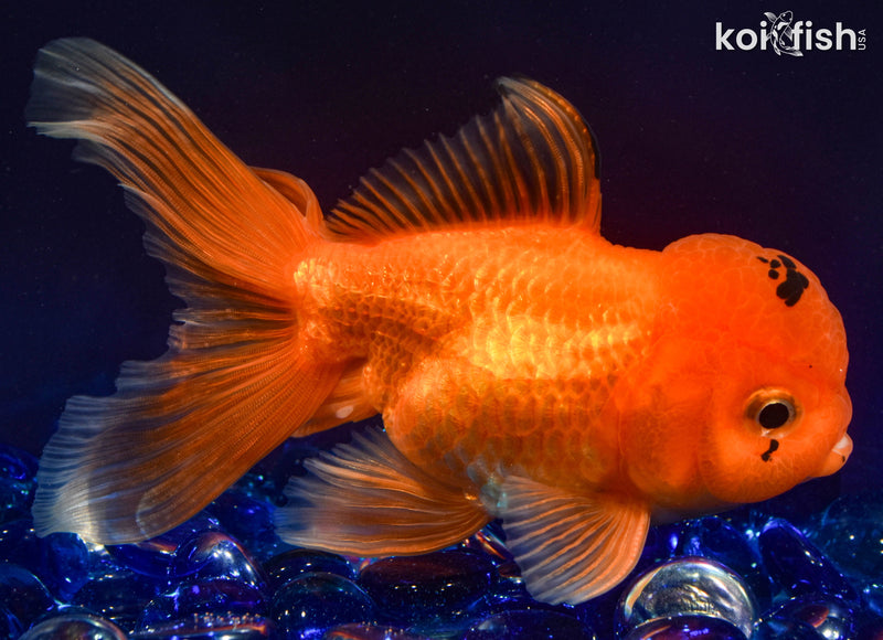 5" ORANDA GOLDFISH