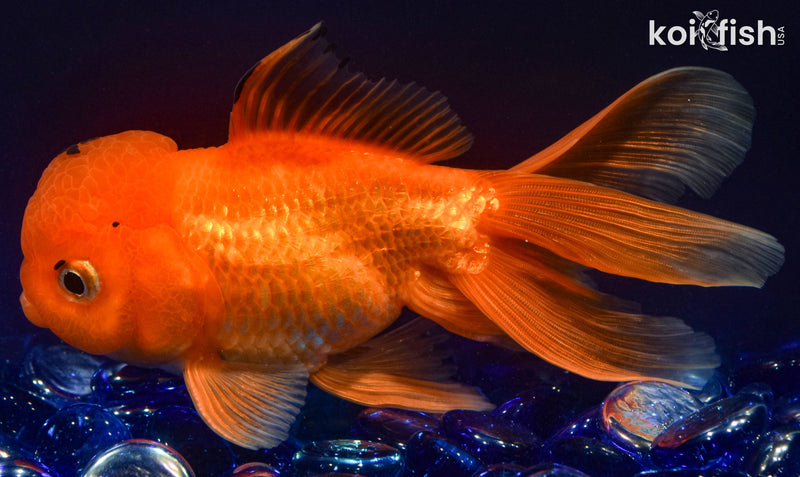 5" ORANDA GOLDFISH