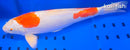 14.25" KUCHIBENI KIKUSUI
