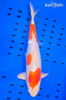 14.25" KUCHIBENI KIKUSUI