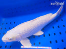 15" GINRIN PLATINUM OGON