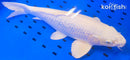 15" GINRIN PLATINUM OGON