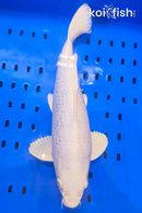 15" GINRIN PLATINUM OGON