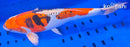 14.25" BENI KIKOKURYU